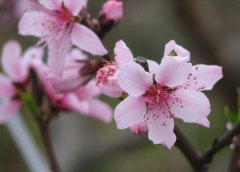 春季滋润脾胃食谱 助你远离便秘困扰