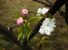 �ԡ������ؼ� �����